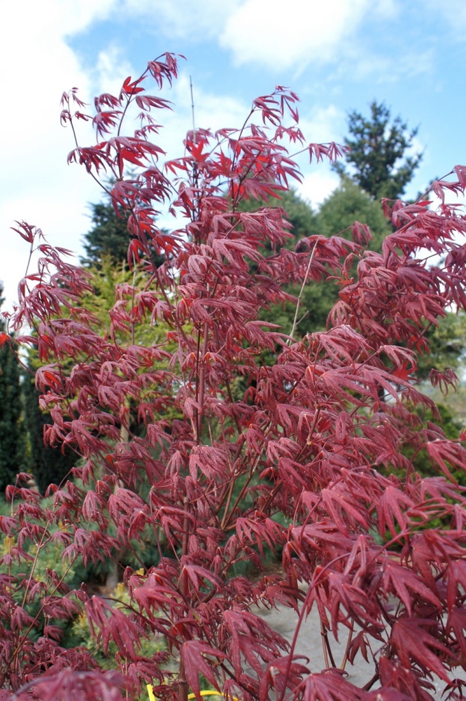 [0587] ACER PALMATUM STARFISH (Caduc, 200/250)