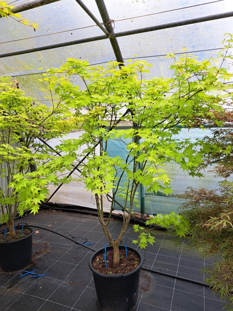 [0591] ACER PALMATUM SUMMER GOLD (Caduc, 200/250)
