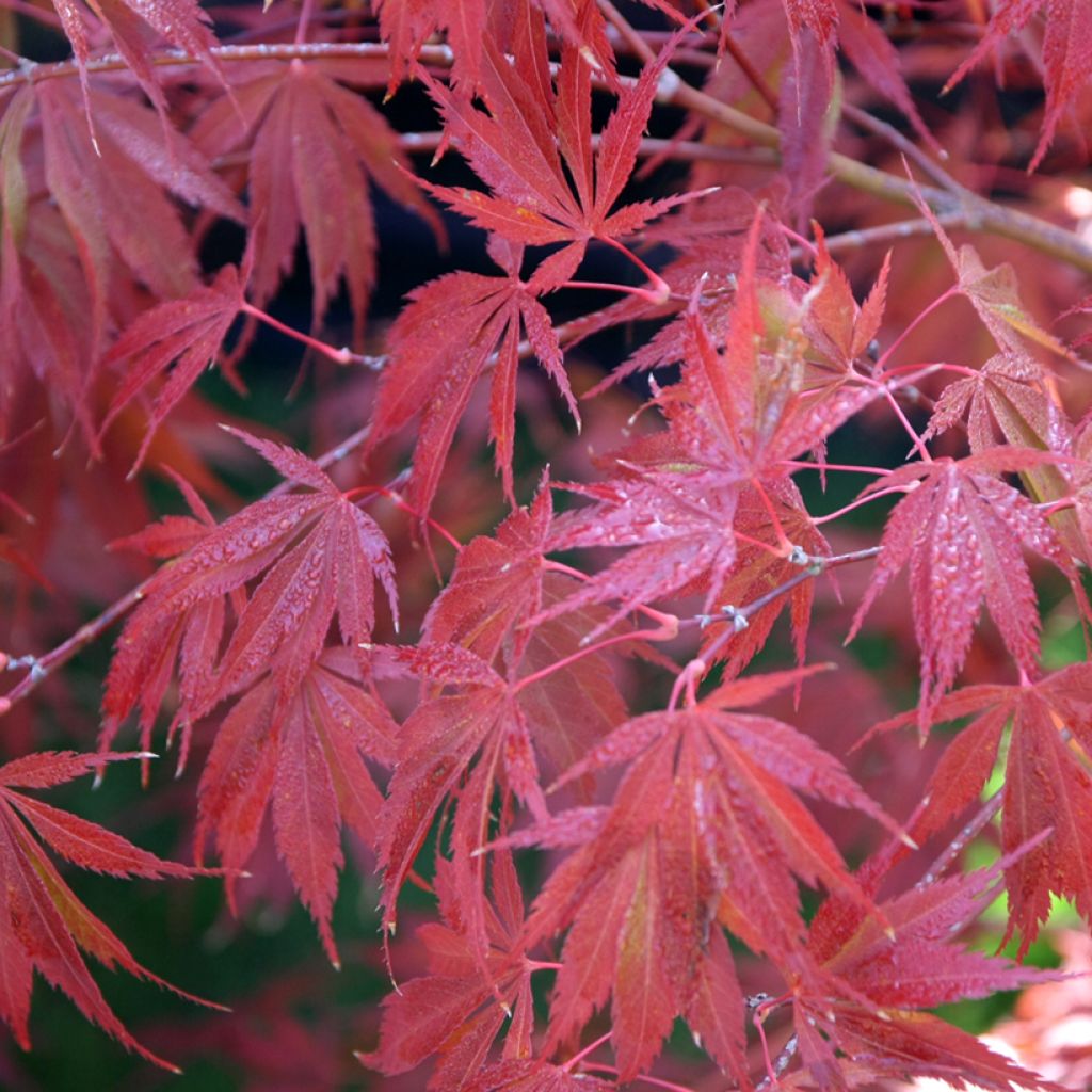 [0603] ACER PALMATUM TROMPENBURG (Caduc, 3 à 5 m)