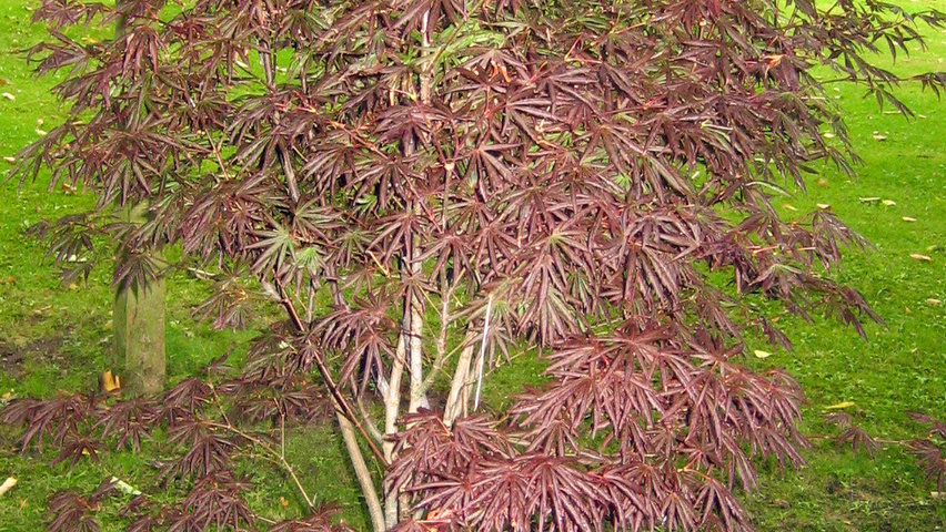 ACER PALMATUM TROMPENBURG - DEMI TIGE