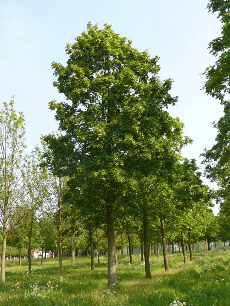 [0609] ACER PLATANOIDES (Caduc, 10 à 20 m)