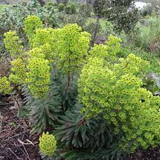 EUPHORBIA MARTINII CLT 1