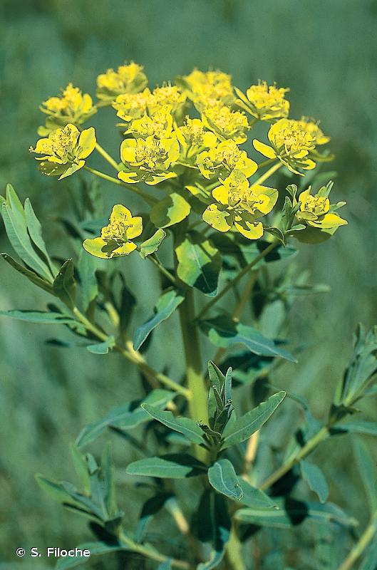 [4904] EUPHORBIA PALUSTRIS