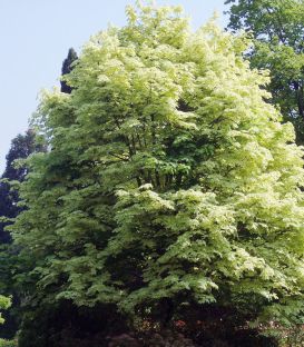 ACER PLATANOIDES DRUMMONDII