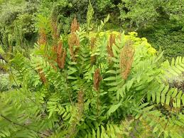 OSMUNDA REGALIS PURPURESCENS
