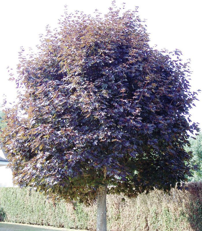 ACER PLATANOIDES FAASSEN'S BLACK (CRIMSON KING) - TIGE