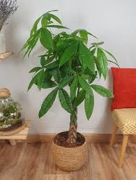 PACHIRA AQUATICA