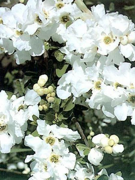 EXOCHORDA MACRANTHA THE BRIDE