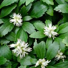PACHYSANDRA TERMINALIS