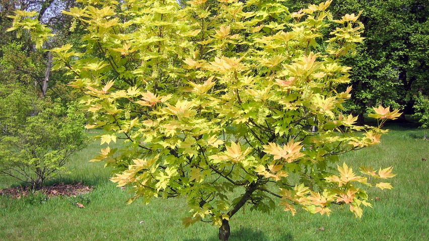 [0698] ACER PSEUDOPLATANUS BRILLIANTISSIMUM - DEMI TIGE (Caduc, 3 à 5 m)
