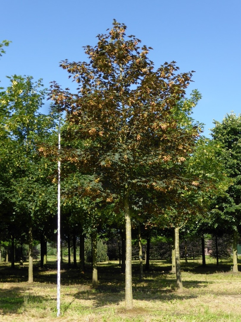 ACER PSEUDOPLATANUS (ERABLE SYCOMORE) - TIGE