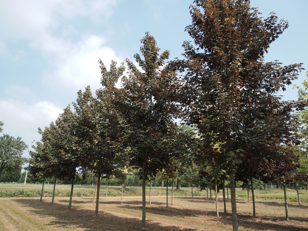 [0696] ACER PSEUDOPLATANUS ATROPURPUREUM - TIGE (Caduc, 10 à 20 m)