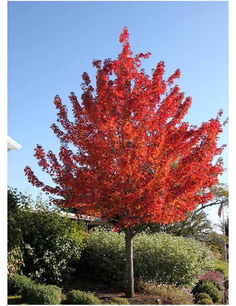 ACER RUBRUM - TIGE