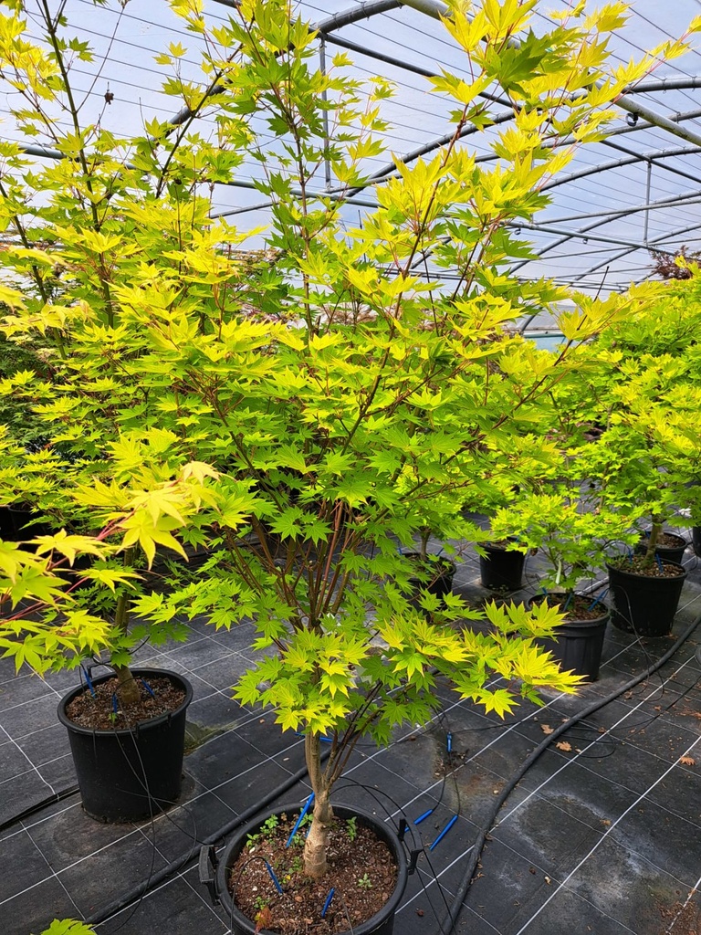 [0732] ACER SHIRASAWANUM JORDAN (Caduc, 3 à 5 m)
