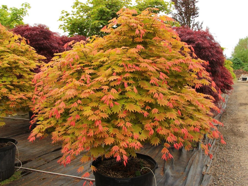 [0735] ACER SHIRASAWANUM MOONRISE (Caduc, 3 à 5 m)
