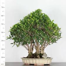 [5213] FICUS NITIDA - BONSAI (Persistant, 50/100)