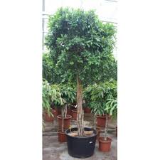 FICUS NITIDA - TIGE