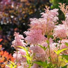 FILIPENDULA VENUSTA RUBRA ROSE