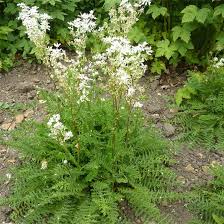 FILIPENDULA VULGARIS
