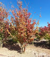 [8602] PARROTIA PERSICA DOUBLE ARCEAU (Caduc, 3 à 5 m)