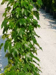 [8614] PARTHENOCISSUS TRICUSP. VEITCHII ROBUSTA (Caduc, 10 à 20 m)