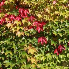 PARTHENOCISSUS TRICUSPIDATA VEITCHII