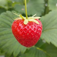[5298] FRAGARIA ANANASSA CHARLOTTE (Caduc, 20/50)