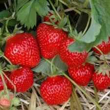 [5302] FRAGARIA ANANASSA HUMMI GENTO (Caduc, 20/50)