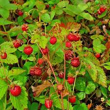 FRAGARIA VESCA