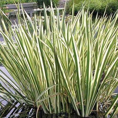 [0769] ACORUS CALAMUS VARIEGATA PANACHE (Persistant, 50/100)
