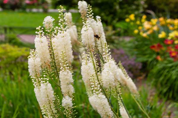 ACTAEA RAMOSA ATROPURPUREA BLANC