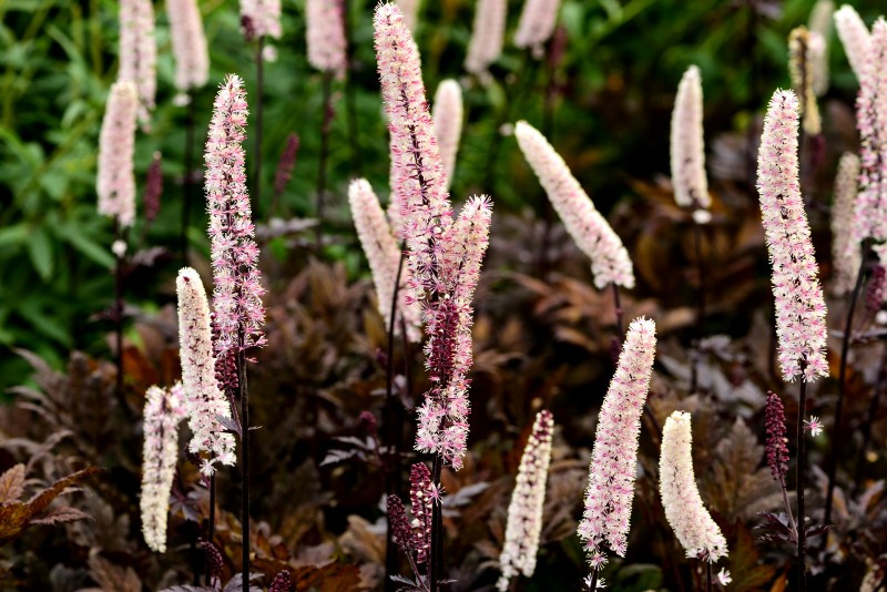 ACTAEA SIMPLEX BRUNETTE