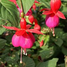 FUCHSIA CHAMPION