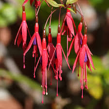 FUCHSIA MAGELLANICA
