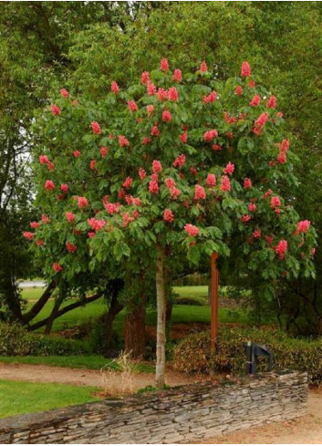 [0802] AESCULUS CARNEA - TIGE (Caduc, 5 à 10 m)