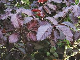 FAGUS SYL. LATIF. PURPUREA MAJOR