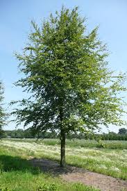 FAGUS SYLVATICA
