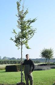 FAGUS SYLVATICA - TIGE RAMIFIÉE