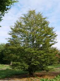 FAGUS SYLVATICA ASPLENIFOLIA