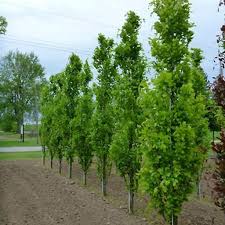 FAGUS SYLVATICA DAWYCK