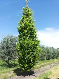 FAGUS SYLVATICA DAWYCK GOLD