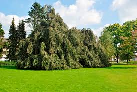 FAGUS SYLVATICA PENDULA