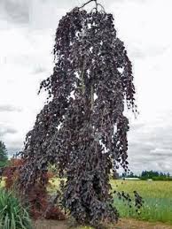 [5012] FAGUS SYLVATICA PURPLE FOUNTAIN (Caduc, 10 à 20 m)