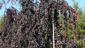 FAGUS SYLVATICA PURPLE FOUNTAIN - DEMI TIGE