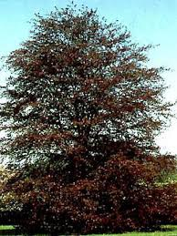 [5023] FAGUS SYLVATICA PURPUREA (Caduc, 10 à 20 m)