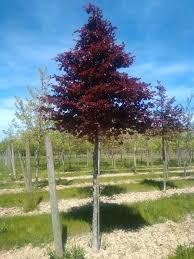 [5037] FAGUS SYLVATICA PURPUREA PALISSÉE (Caduc, 10 à 20 m)