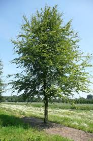 [5042] FAGUS SYLVATICA TIGE (Caduc, +20 m)
