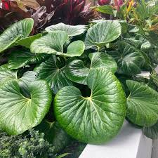 FARFUGIUM JAPONICUM