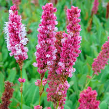 PERSICARIA AFFINE