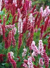 [8705] PERSICARIA AFFINIS DARJEELING  (ROUGE) (Caduc, 0/20)